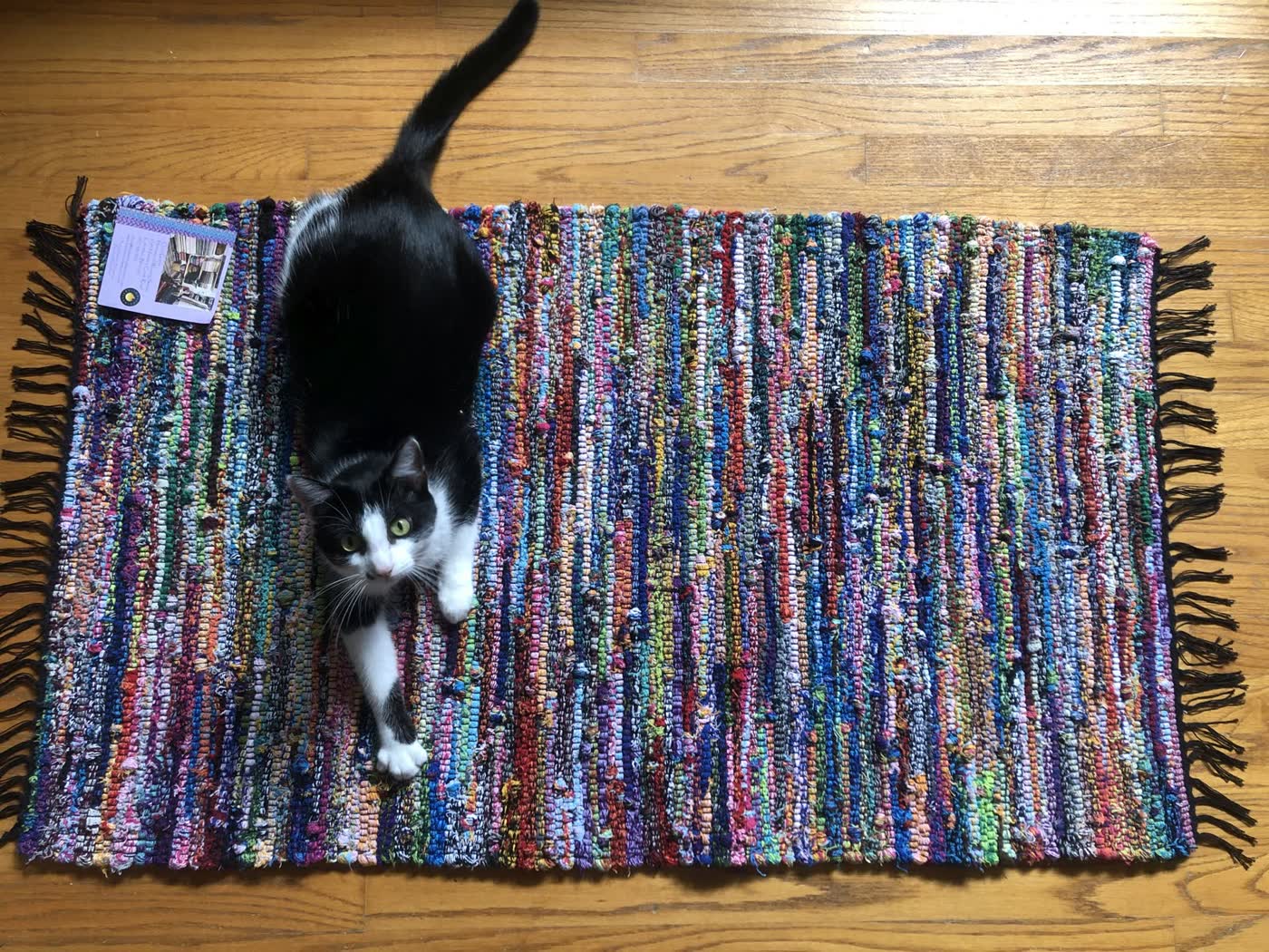 A black-and-white cat standing on a handwoven multicolor rag rug on a wood floor